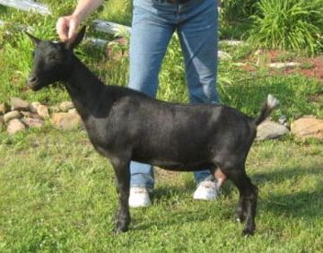 bowling green ky goat sale